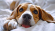 A young beagle puppy lying down, tongue out, on a comfortable white bed, enjoying a lazy day.

