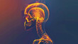 orange and black side view x-ray of a human skull with brain detail