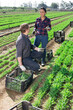Man and woman talking during break in harvesting arugula on the field