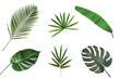 Collection of tropical leaves isolated on white background.