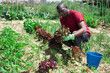 Portrait of an confident african american farmer with ripe lettuce in his garden