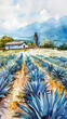 Watercolor illustration of blue agave farm