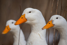 3 White Ducks