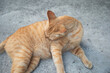 Orange cat lying on concrete floor. 
