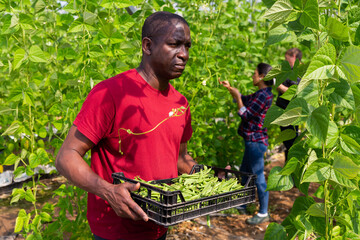 Wall Mural - Experienced african american farmer preparing crates with freshly picked bean pods for storage in hothouse