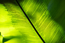 Birds Nest Fern, Asplenium Nidus, Green Rainforest Epiphytic Plant, Background Texture Abstract Pattern Organic Wallpaper, Macro Close Closeup Detail, Nature Natural Environment, Backlit Sunlight