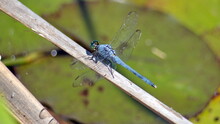 Male Eastern Pondhawk (Erythemis Simplicicollis) Dragonfly In Panama City, Florida, USA
