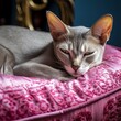 Abyssinian Majesty: Captivating Images of Graceful Feline Beauties