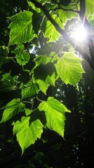 Wall Mural - Sunlight filtering through leaves, dappled light and shadow play