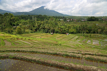 Canvas Print - Beautiful landscape - Jatiluwih Rice Terraces, Bali, Indonesia