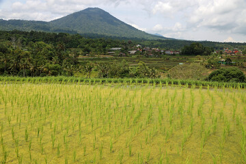 Canvas Print - Yellow rice terrace - Jatiluwih Rice Terraces, Bali, Indonesia