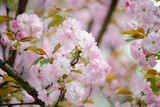 Fototapeta Góry - pink cherry blossom