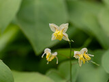 Fototapeta  - 小さなエピメディウムの花