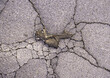 Cracked and damaged asphalt