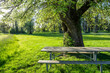 Green lawn and picnic table in the park