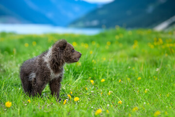 Wall Mural - brown bear cub on the summer meadow. ursus arctos in grass with yellow flowers