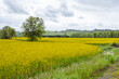 Beautiful yellow color agricultural field of blooming canola