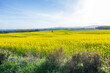 Beautiful agricultural field of blooming canola