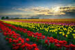 Field full of colorful tulips