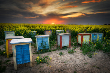 Canvas Print - Beautiful sunset over rape fields with bee hives