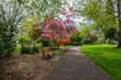 Beautiful park alley in springtime. Central Park in Corvallis, Oregon