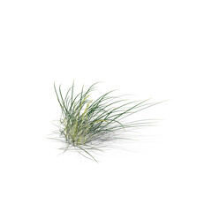 Lyme Grass