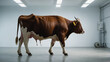 image of a fat cow, 4K resolution 10