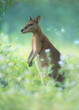 Wild agile wallaby (Macropus agilis jardinii) amongst wild flowers and vegetation