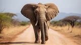 Fototapeta  - Walking on a dirt road, an African bush elephant (Loxodonta africana) lifts its foot and looks at the camera; Tanzania