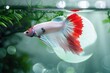 Multi color Siamese fighting fish, Betta splendens in nature background aquarium , Generative AI Technology