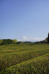 Wall Mural - This is the season to pick fresh tea