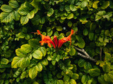 Fototapeta  - Orange flower