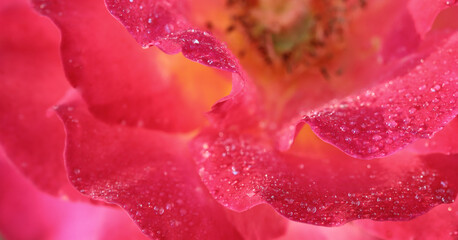 Wall Mural - Pink yellow rose flower petals with dew drops. Macro flowers background for holiday design