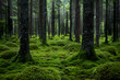 A peaceful Scandinavian forest filled with green moss and tall trees, creating a serene and tranquil natural environment.