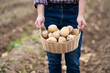 Woman harvesting fresh organicpotatoes  in the  field.
