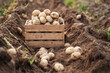 Fresh potatoes in a wooden box in a field. Harvesting organic potatoes.