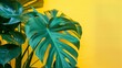 A striking gradient from Lemon yellow to leaf green