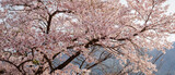 Fototapeta Miasta - Beautiful sakura flower (cherry blossom) in spring. sakura tree flower on blue sky.	