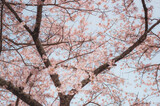 Fototapeta Miasta - Beautiful sakura flower (cherry blossom) in spring. sakura tree flower on blue sky.	