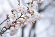 Close-up shot of pink Sakura flowers on a branch, nature in Jaapan concept