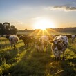 Cows grazing in a green field at sunset