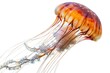 A beautiful orange jellyfish with long, trailing tentacles