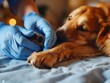 Close-up Of A Veterinarian Examining A Dog's Paw