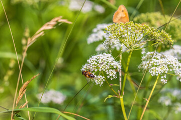 Sticker - Fly on a wildflower in a meadow