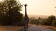 Giraffe, and zebra crossing the road at sunrise