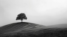 Black And White Photo Of A Lonely Tree On A Hill