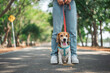 Owner and his beagle dog is having fun while walking in dog park in morning summer, Dog training, copy space