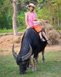 Beautiful Asian Thai females wear traditional farmer outfits and ride buffalo are happy to practice farming learn about the life of farmers.