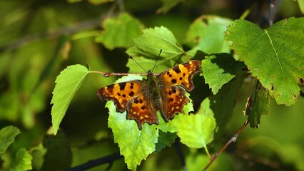 Sticker - Aglais urticae butterfly dries its wings in the sun in autumn