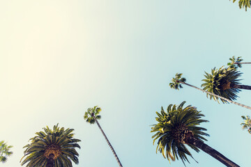 Poster - A perfect summer day and tall palms